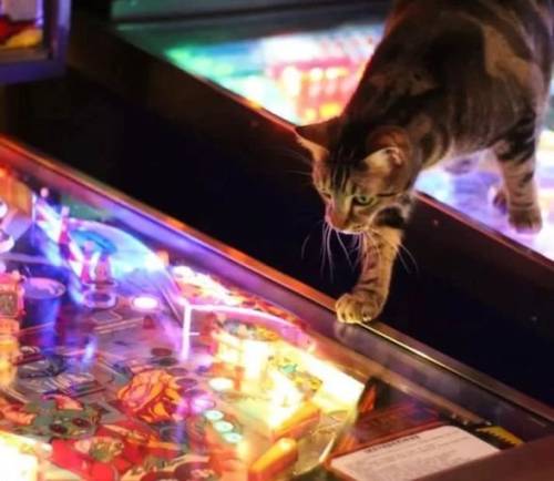 بونوس های ویژه الین پوکر+آدرس سایت الین پوکر +آدرس سایت الین پوکر