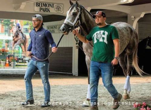 راهنمای شرط بندی مسابقات اسب سواری بلمونت 2023 (بررسی ضرایب و سایت معتبر)
