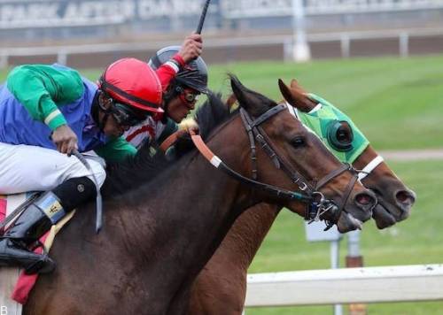 راهنمای شرط بندی مسابقات اسب سواری بلمونت 2023 (بررسی ضرایب و سایت معتبر)