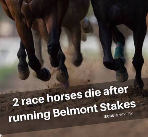 راهنمای شرط بندی مسابقات اسب سواری بلمونت 2023 (بررسی ضرایب و سایت معتبر)