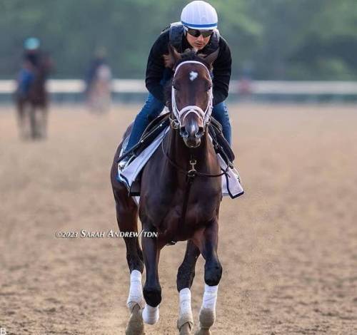 راهنمای شرط بندی مسابقات اسب سواری بلمونت 2023 (بررسی ضرایب و سایت معتبر)