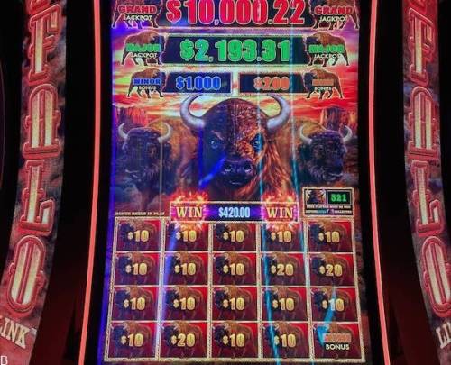 بوفالو بونتی