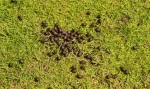 مسابقه عجیب پرتاب مدفوع گوسفند با دهان